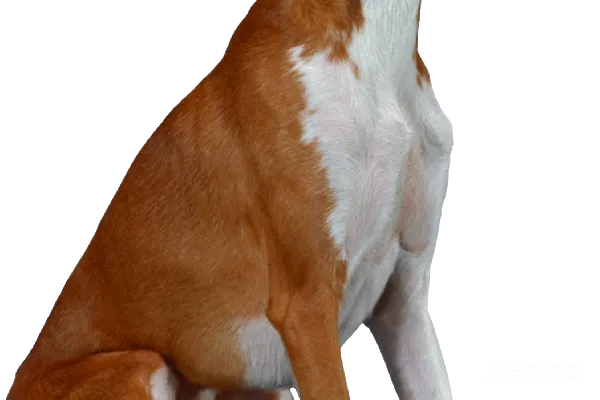 元素素材 狗