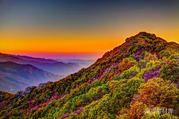 高清摄影 山坡上白天黄色天空下的树木