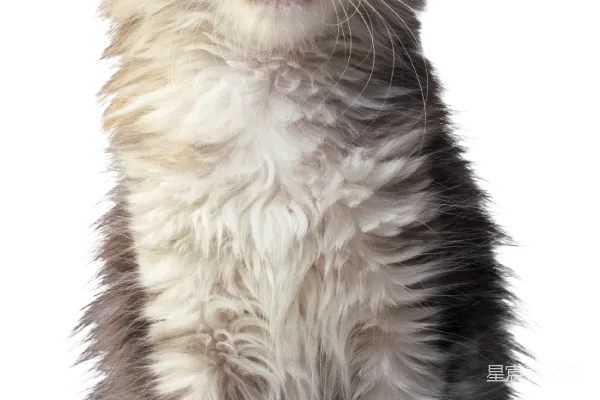 元素素材 可爱的小猫站立照