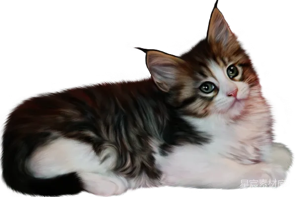 元素素材 猫