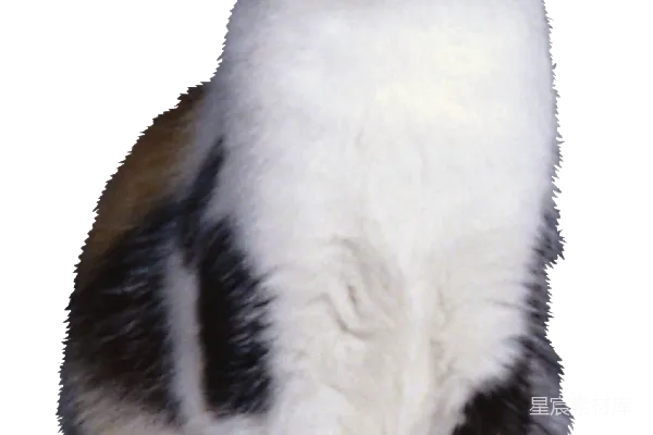 元素素材 黑白相间的猫咪