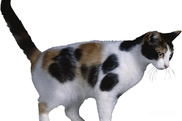 元素素材 斑点猫的侧面特写