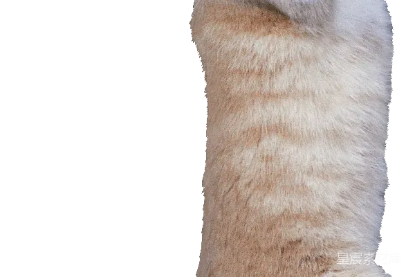 元素素材 猫
