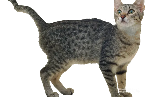 元素素材 猫