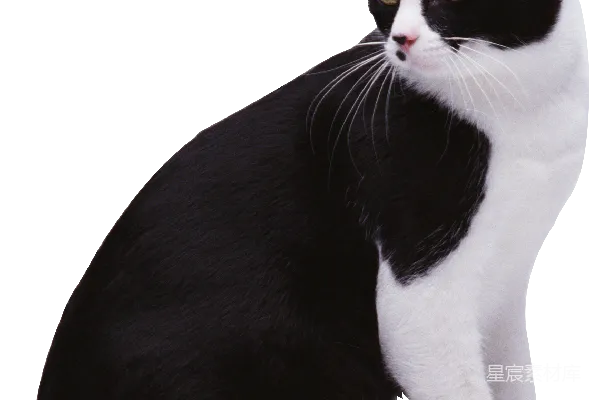 元素素材 猫