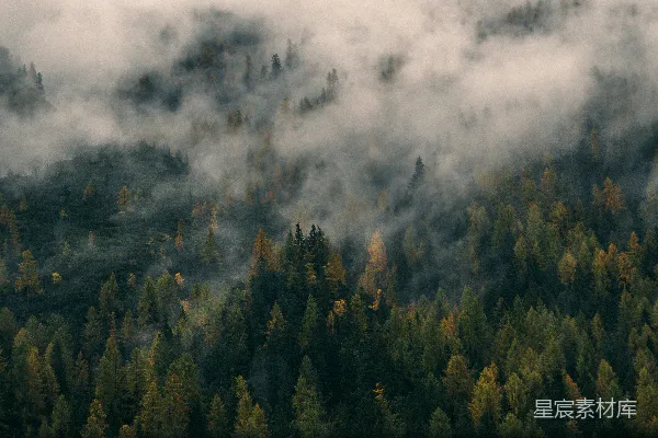 高清摄影 白天树木被雾覆盖