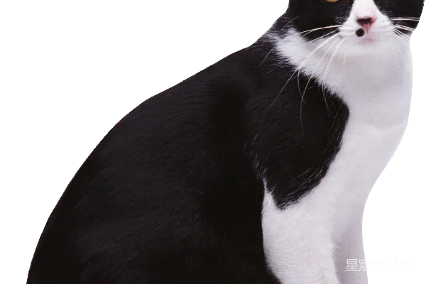 元素素材 猫
