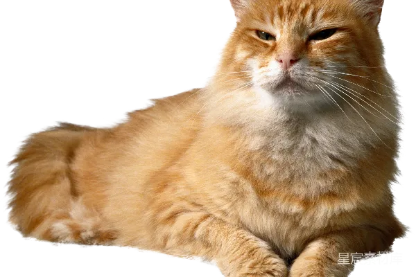 元素素材 猫