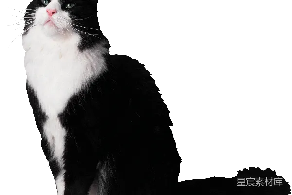 元素素材 猫