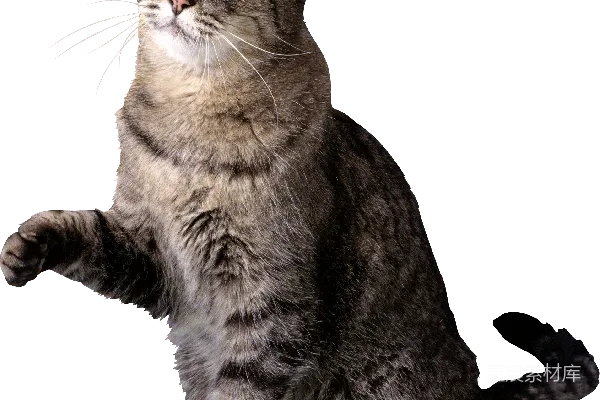 元素素材 猫