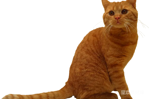 元素素材 橘猫