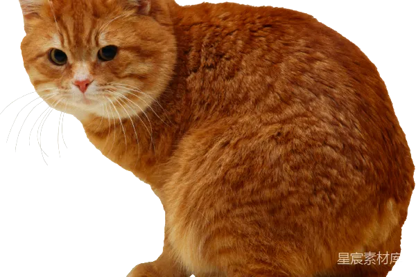元素素材 猫