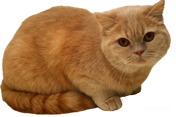 元素素材 可爱的橘猫