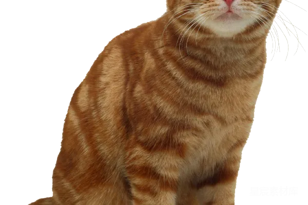 元素素材 橙色条纹猫