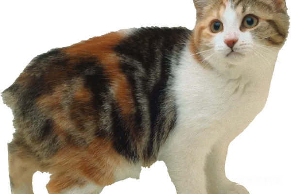 元素素材 三色猫站立姿态