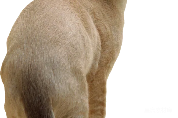 元素素材 行走中的猫