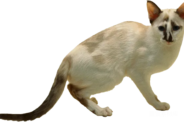 元素素材 猫