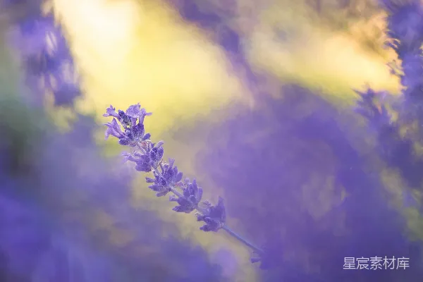 高清摄影 紫色花瓣的花特写照片
