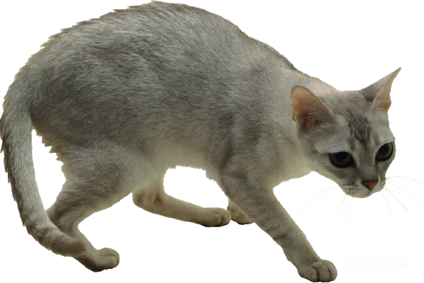 元素素材 猫