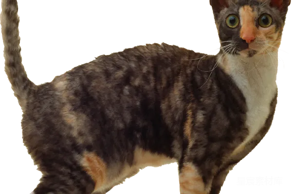 元素素材 猫