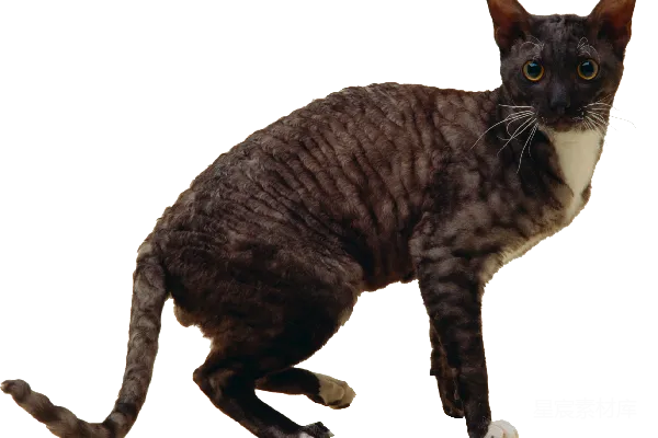 元素素材 猫