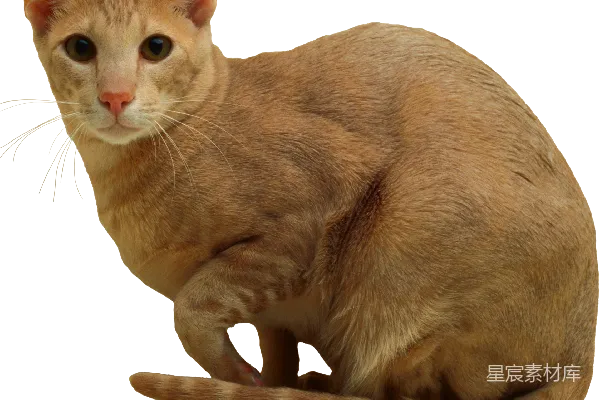 元素素材 猫