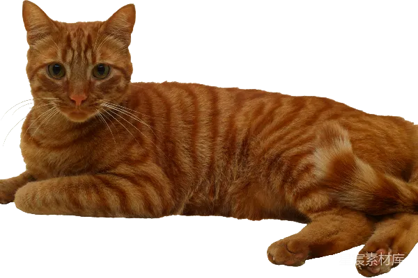 元素素材 猫
