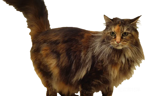 元素素材 猫