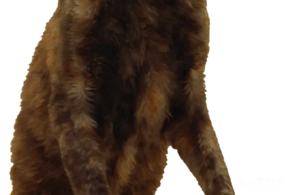 元素素材 跳跃中的短毛猫