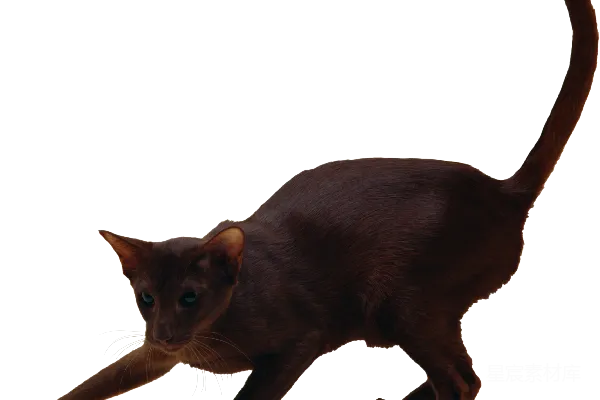 元素素材 猫