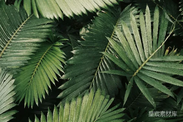 高清摄影 棕榈叶