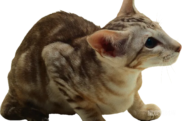 元素素材 猫