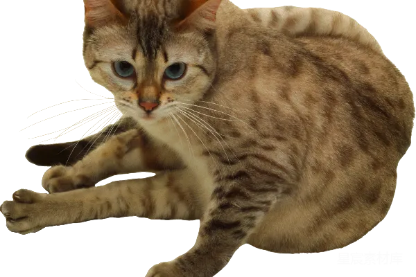 元素素材 猫