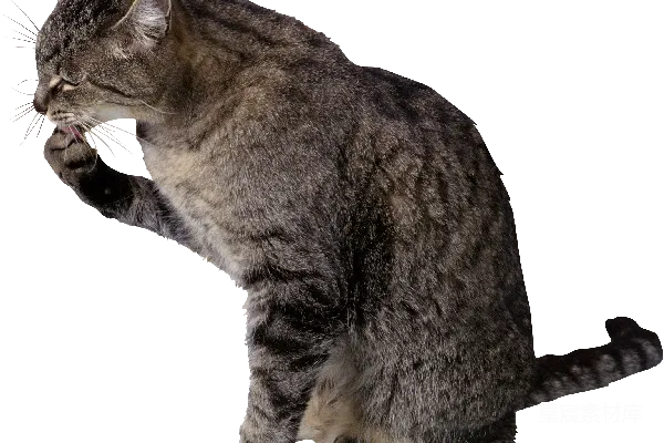 元素素材 猫
