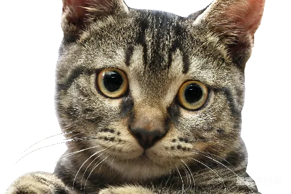 元素素材 猫的特写：好奇的注视