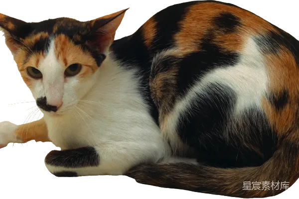 元素素材 三色猫