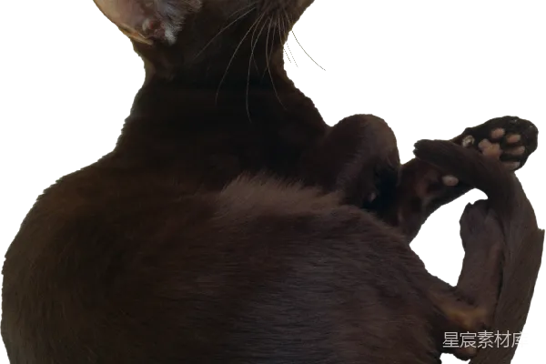 元素素材 猫