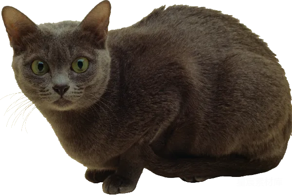 元素素材 猫