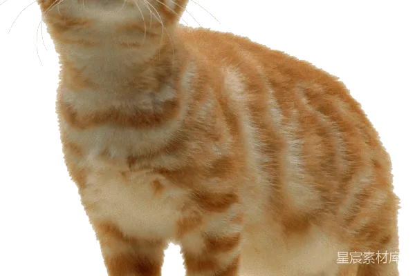 元素素材 猫