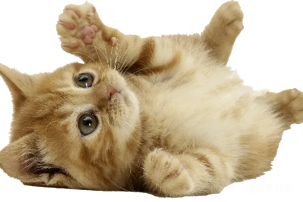 元素素材 小猫