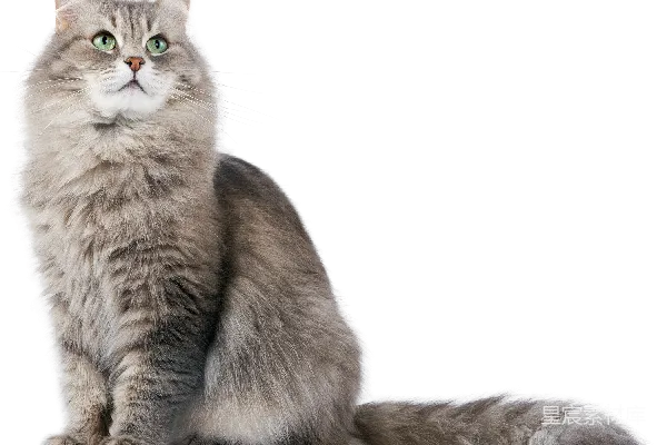 元素素材 猫