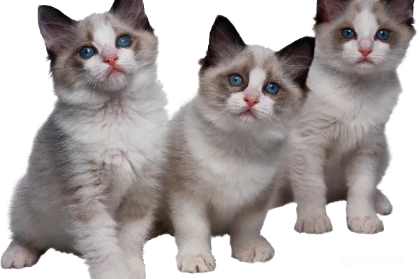元素素材 三只蓝眼小猫