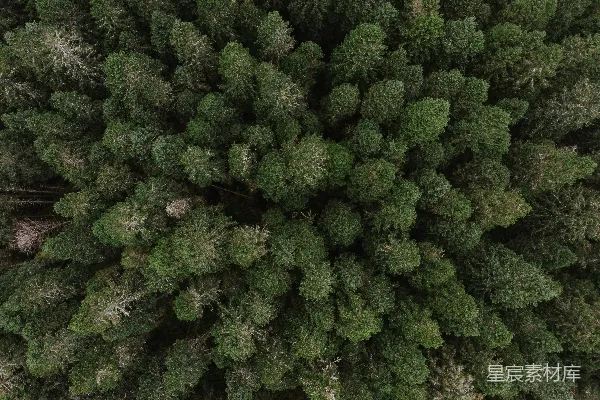 高清摄影 白天的绿叶树木