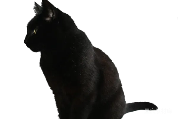 元素素材 猫
