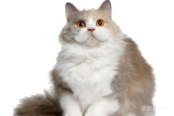 元素素材 可爱毛茸茸的猫