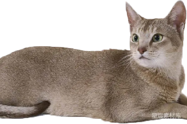 元素素材 灰色猫的侧身照