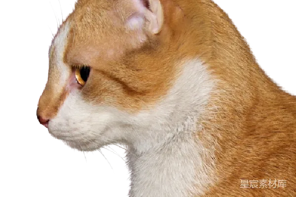 元素素材 猫