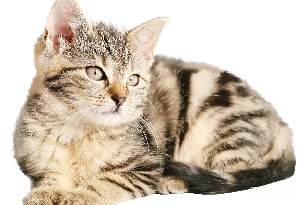 元素素材 猫