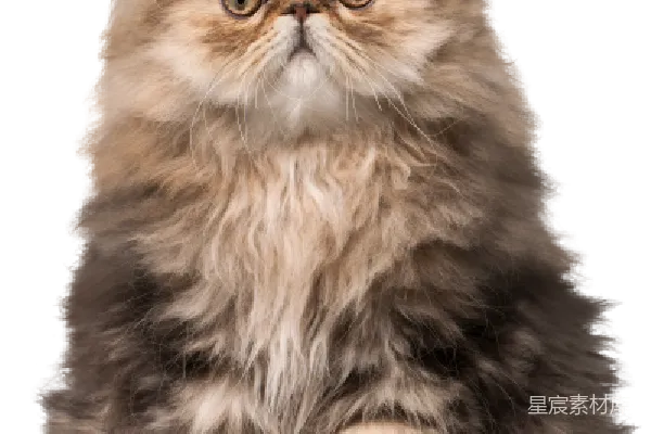 元素素材 猫