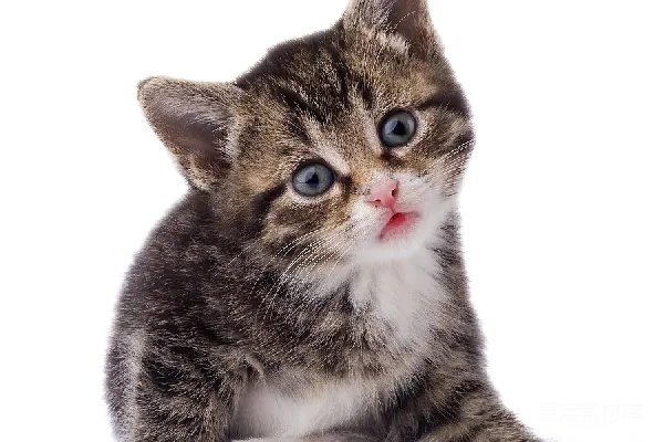 元素素材 萌宠小猫